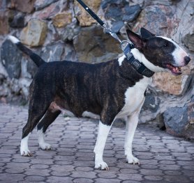 General Tips about Bull Terrier breed