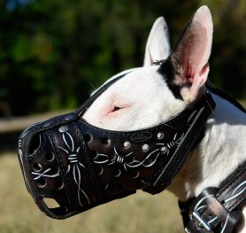 How to Measure your Bull Terrier